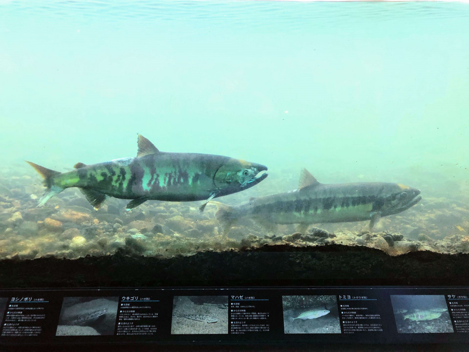 鮭遡上のシーズン到来！鮭を知って鮭を食す「鮭×酒旅」 - お知らせ