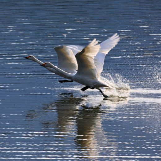 白鳥の渡来地、冬の村上へ。心も身体も温まる新潟グルメを堪能！
