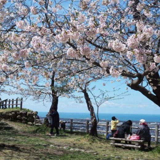 春の絶景に会いに。地元スタッフ厳選「お花見スポット5選」